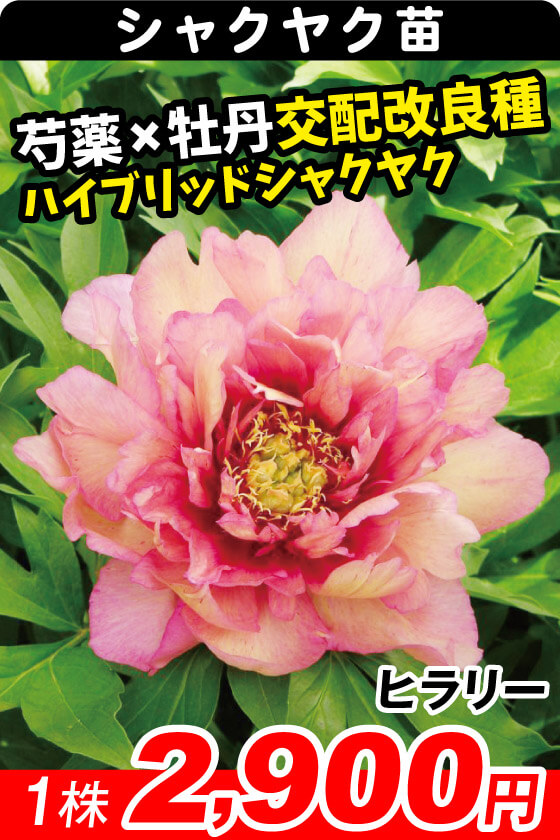 ヒラリー