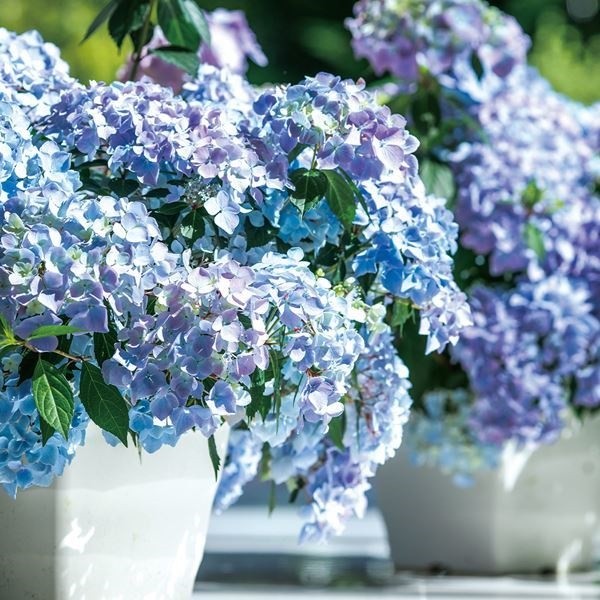 菊苗 小菊 江戸菊 江戸黄八丈 1株 : 花と緑 国華園 - 通販 - Yahoo