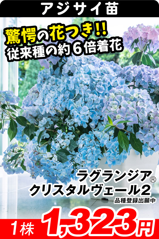 花木苗 ラグランジアR クリスタルヴェール2