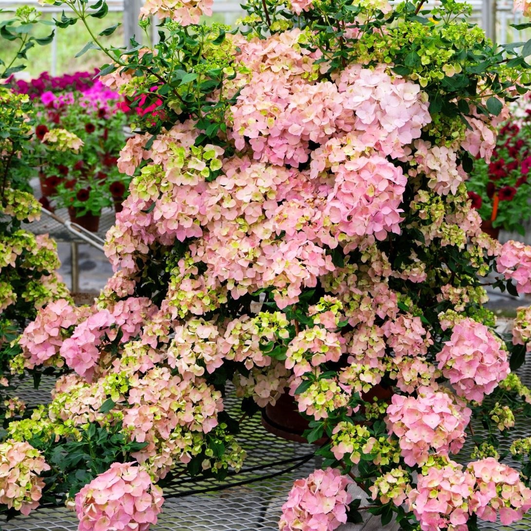 アジサイ 苗 ラグランジア(R) オーロランジュ 品種登録出願予定 1株 PW