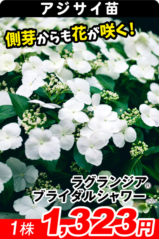 花木苗 ラグランジアR ブライダルシャワー