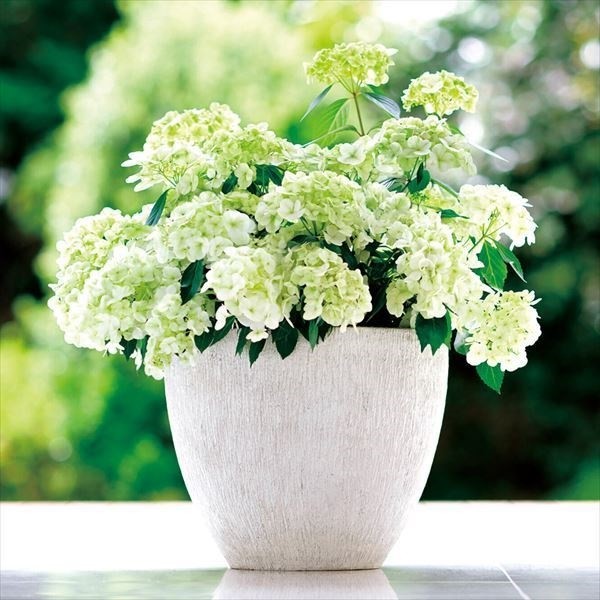 アジサイ 苗 ラグランジア(R) シャンデリーニ 品種登録出願中 1株 PW