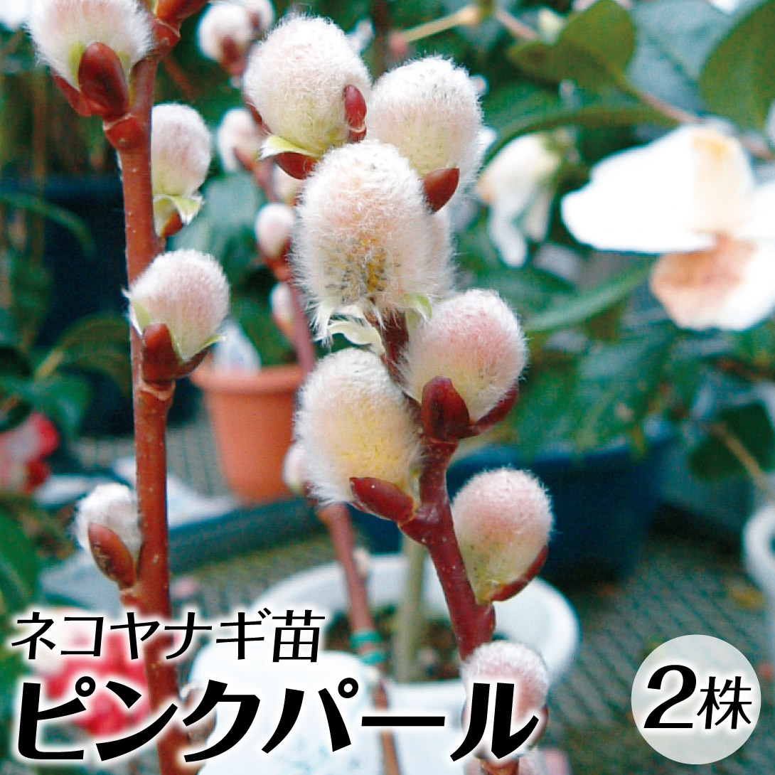 ピンクパールねこやなぎ♡抜き苗② ネコヤナギ 苗 ピンクパール 2株 花木苗 国華園 : 花と緑 国華園