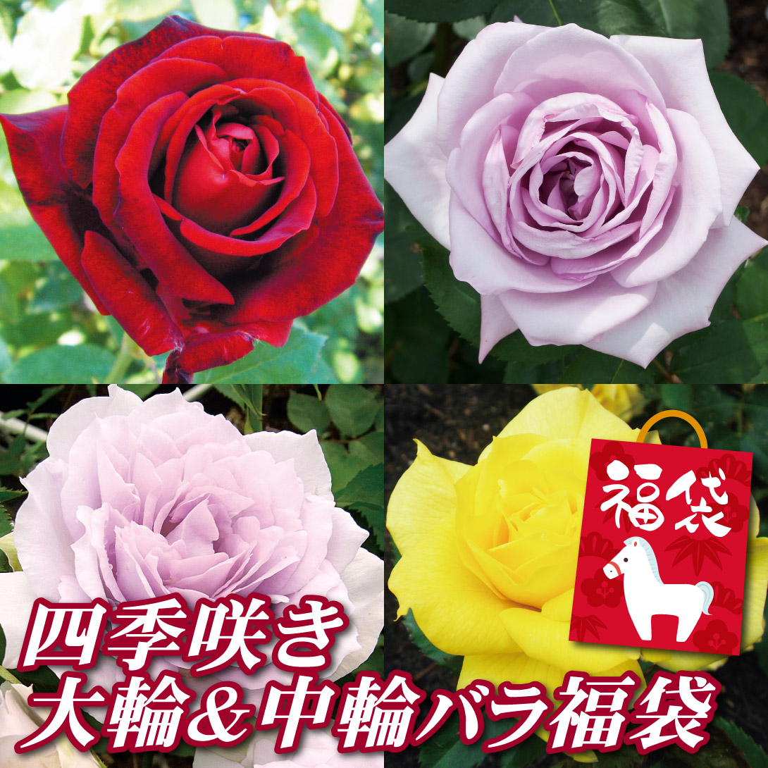 バラ 苗 四季咲き大輪＆中輪バラ福袋 3株 薔薇苗 花木苗 国華園 : 花と