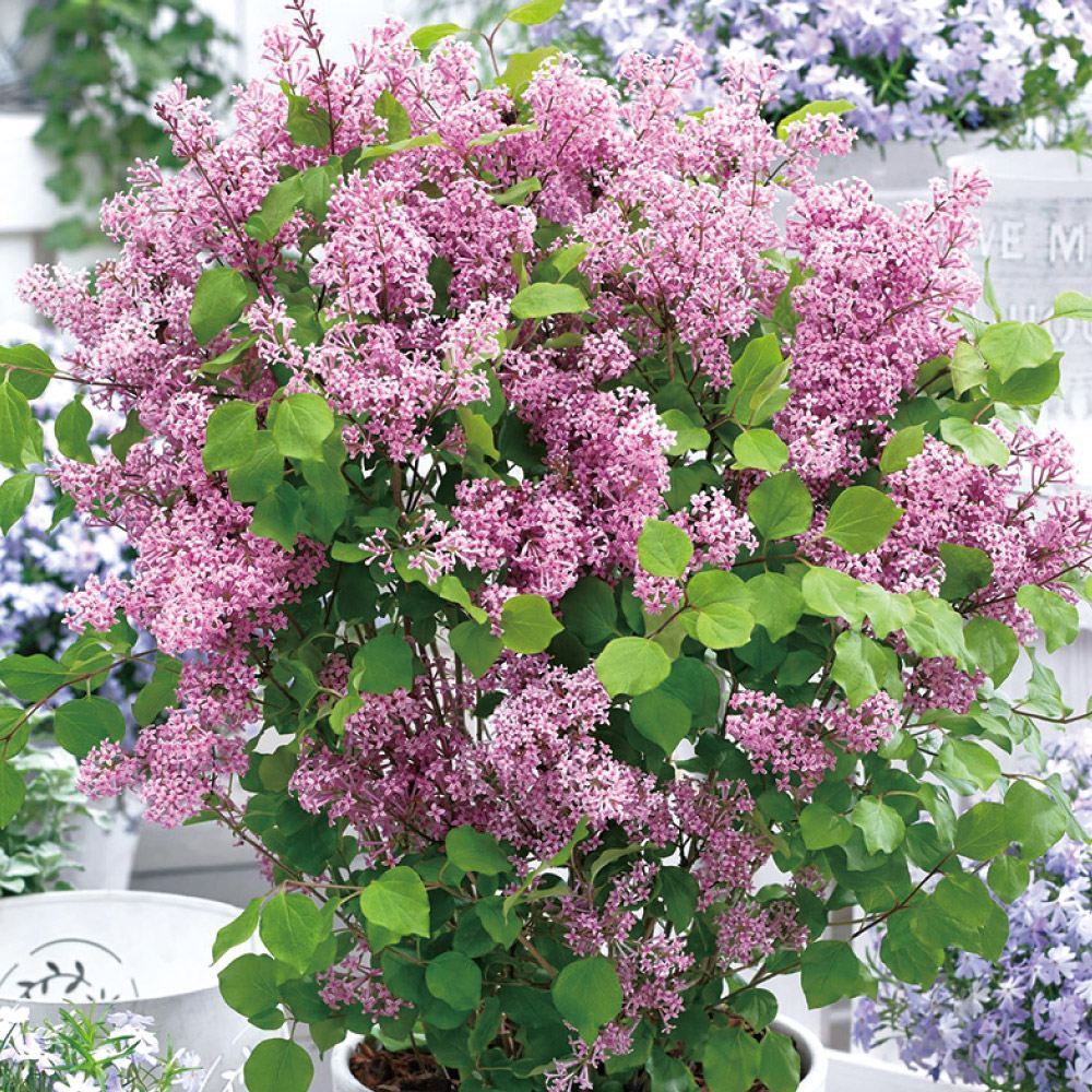 ライラック苗 植木 盆栽 ライラック 苗」の人気商品一覧 | 安い商品を通販サイトから