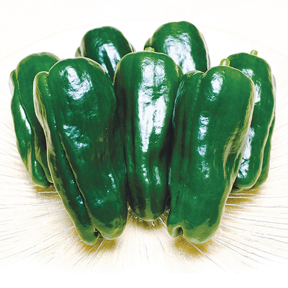 接木野菜苗 ピーマン 接木F1京まつり 20株  やさいなえ なえ 国華園