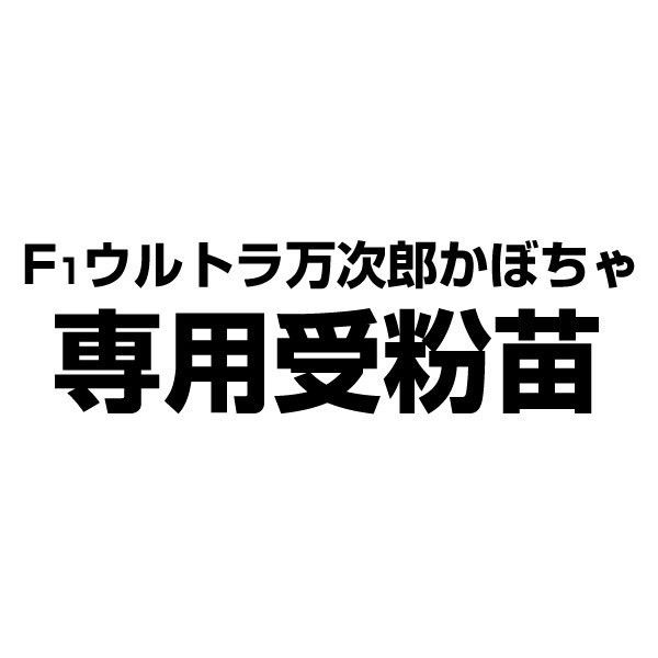 実生野菜苗 カボチャ F1ウルトラ万次郎かぼちゃ専用受粉苗 10株  南瓜 まんじろう 自根苗 やさいなえ なえ 国華園