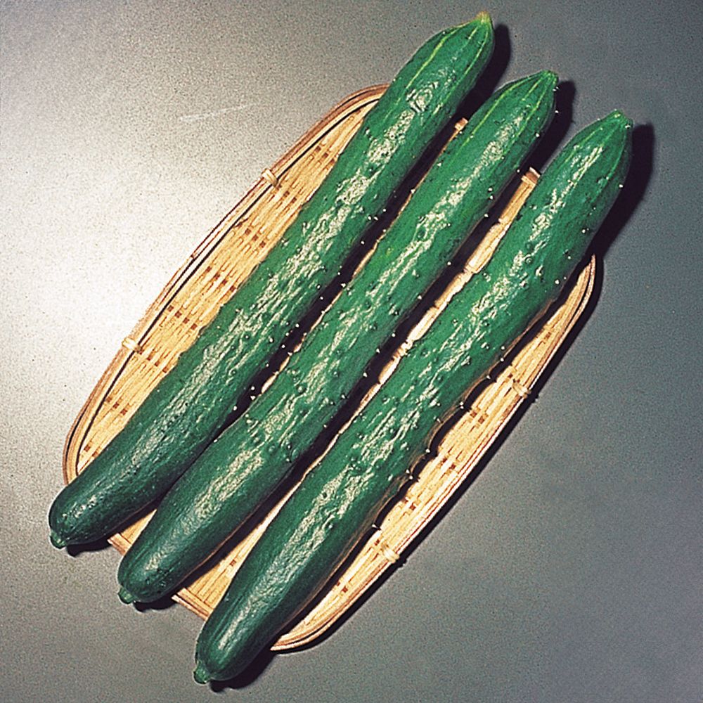 きゅうり 苗」の人気商品一覧 | 安い商品を通販サイトから探す - 価格.com