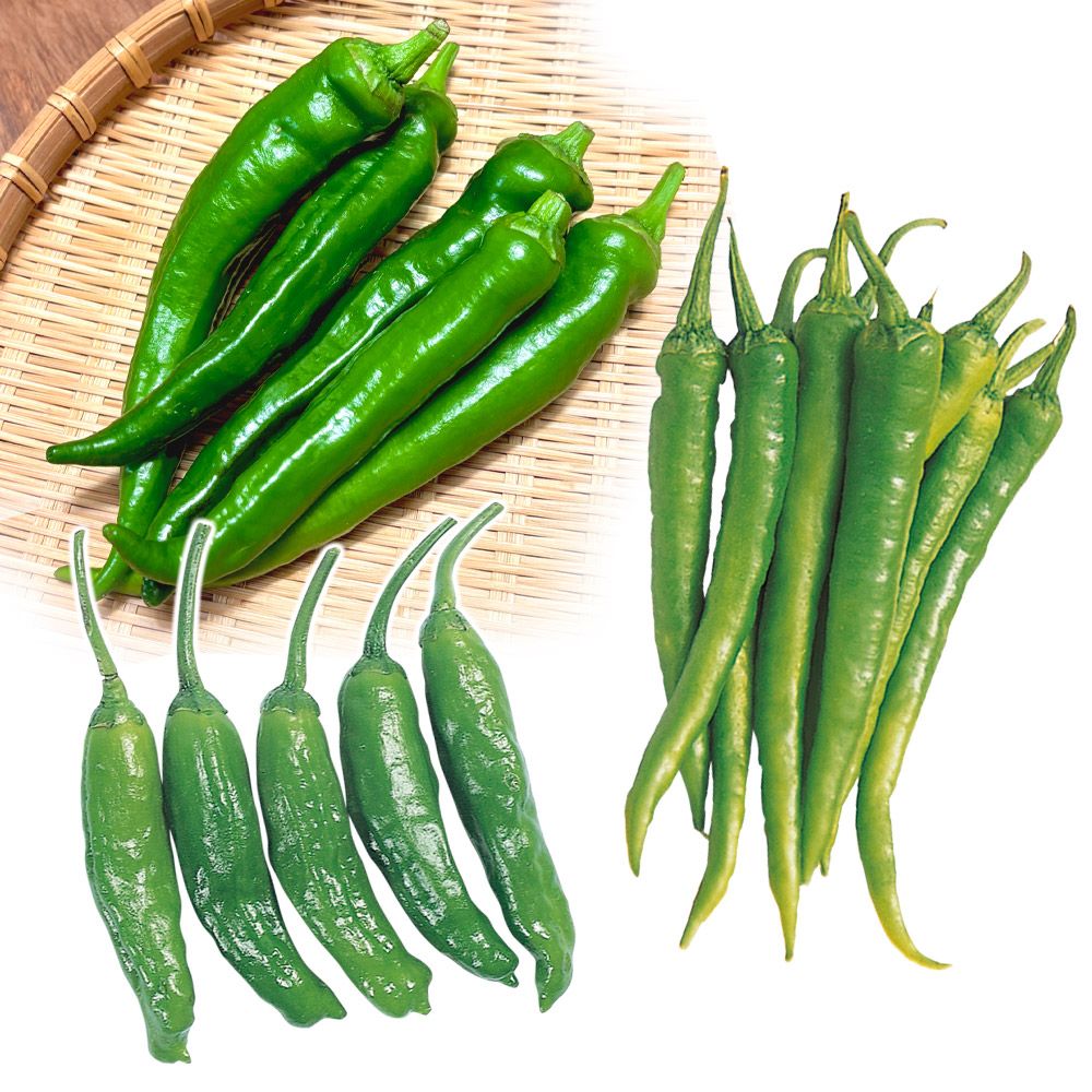 実生野菜苗 トウガラシ 実生お買得甘とうがらしセット 3種12株 唐辛子 set 自根苗 やさいなえ なえ 国華園 : 花と緑 国華園 ...