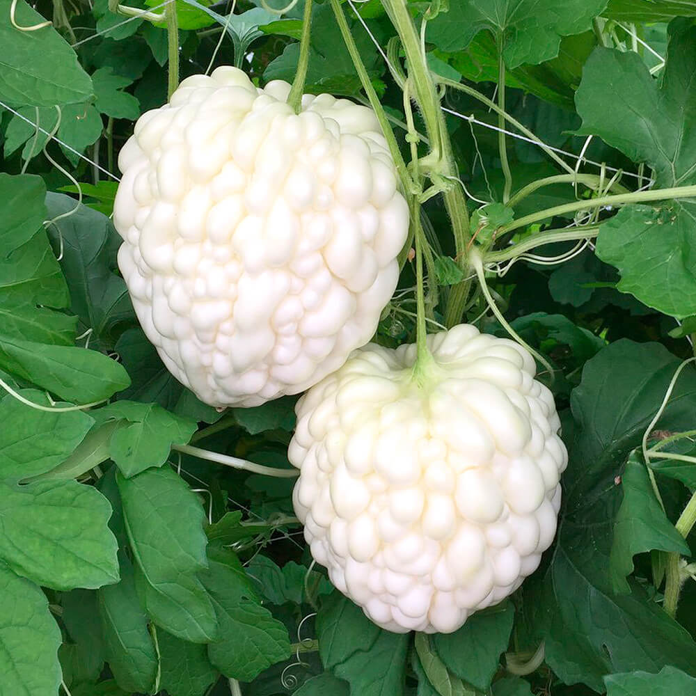 接木野菜苗 ゴーヤ 接木パールゴーヤ(農林水産省登録品種登録名：MW0201) 40株 送料込み