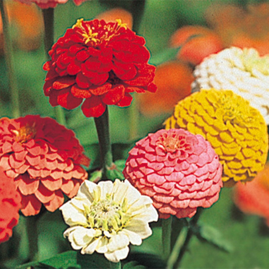 種 花たね 百日草 リリパット混合 1袋(1000mg) : 花と緑 国華園 - 通販