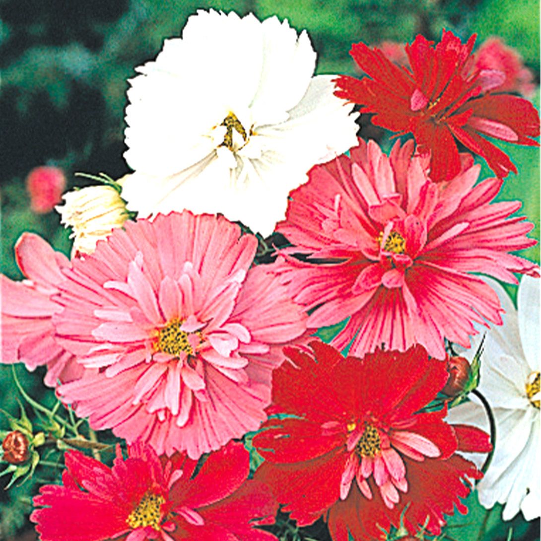 種 花たね コスモス サイケ混合 1袋(500mg) : 花と緑 国華園 - 通販