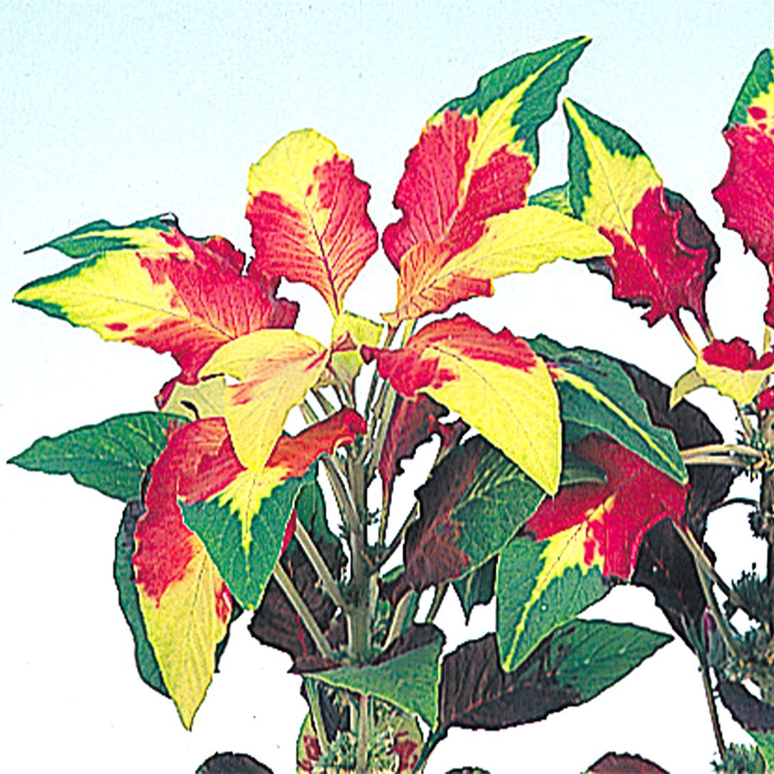 種 花たね ケイトウ 三色けいとう パーフェクタ 1袋(100mg) : 花と緑