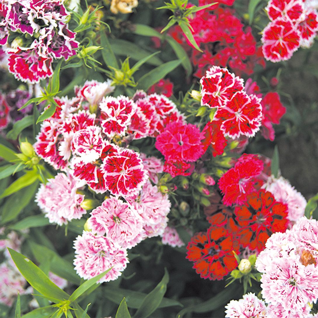 種 花たね ダイアンサス 矮性八重なでしこ 1袋(400mg) : 花と緑 国華園