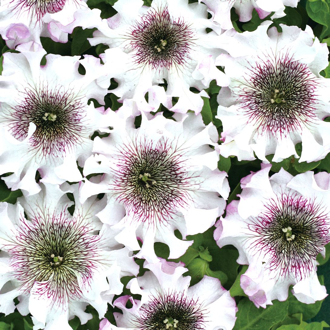 �� �Ԃ��� �y�`���j�A �A���o 1��(20��)