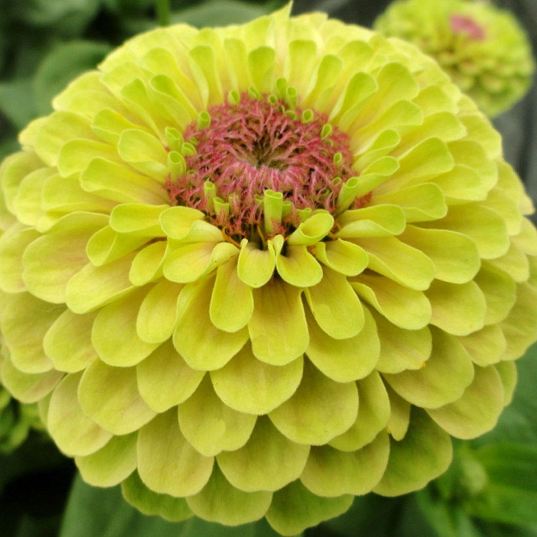 種 花たね ジニア クイーン ライムウィズブロッチ 1袋(20粒) : 花と緑