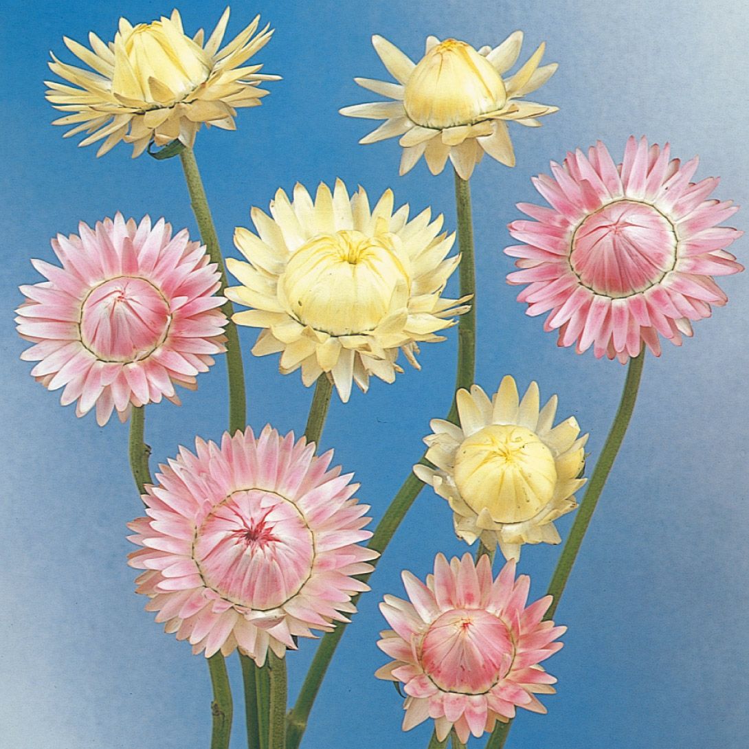 種 花たね 帝王貝細工 アトラクションミックス 1袋(30粒) : 花と緑 国