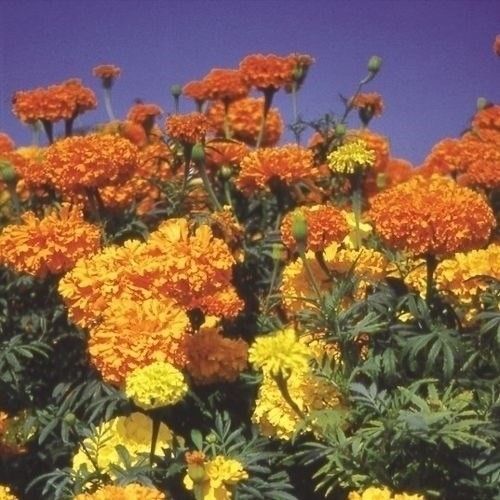 種 花たね大量販売 マリーゴールド畑（アフリカン系) 1袋(50g) : 花と