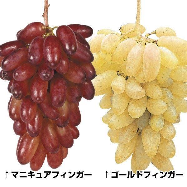 葡萄 マニキュアフィンガー 皮ごと マニキュア フィンガー ぶどうの通販