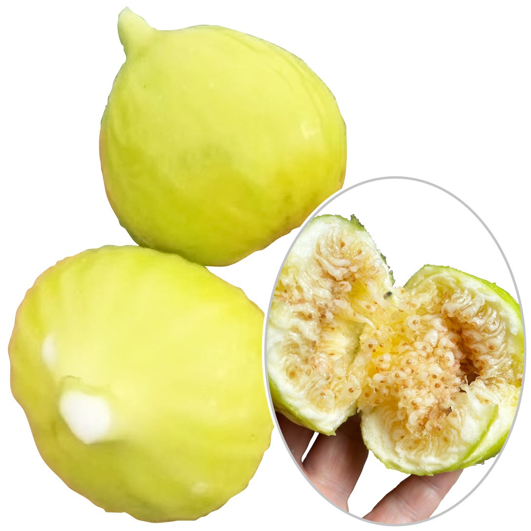 果樹苗 イチジク ディアンナ 1株 : 花と緑 国華園 - 通販 - Yahoo