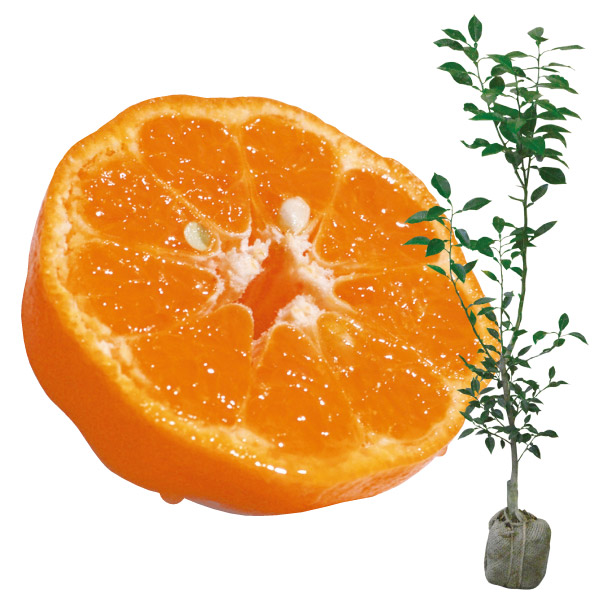 果樹苗 ホワイトサポテ ルーク 1株 : 花と緑 国華園 - 通販 - Yahoo