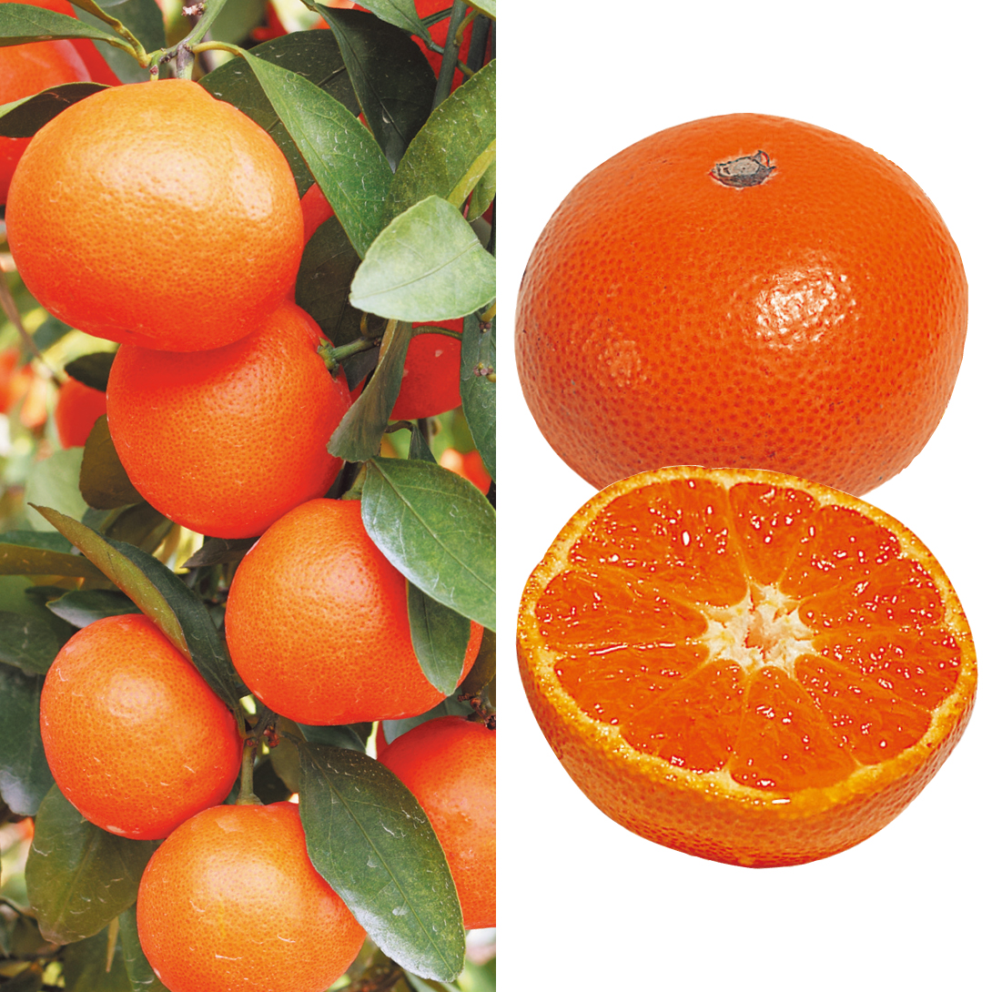 小原紅早生」の人気商品一覧 | 安い商品を通販サイトから探す - 価格.com