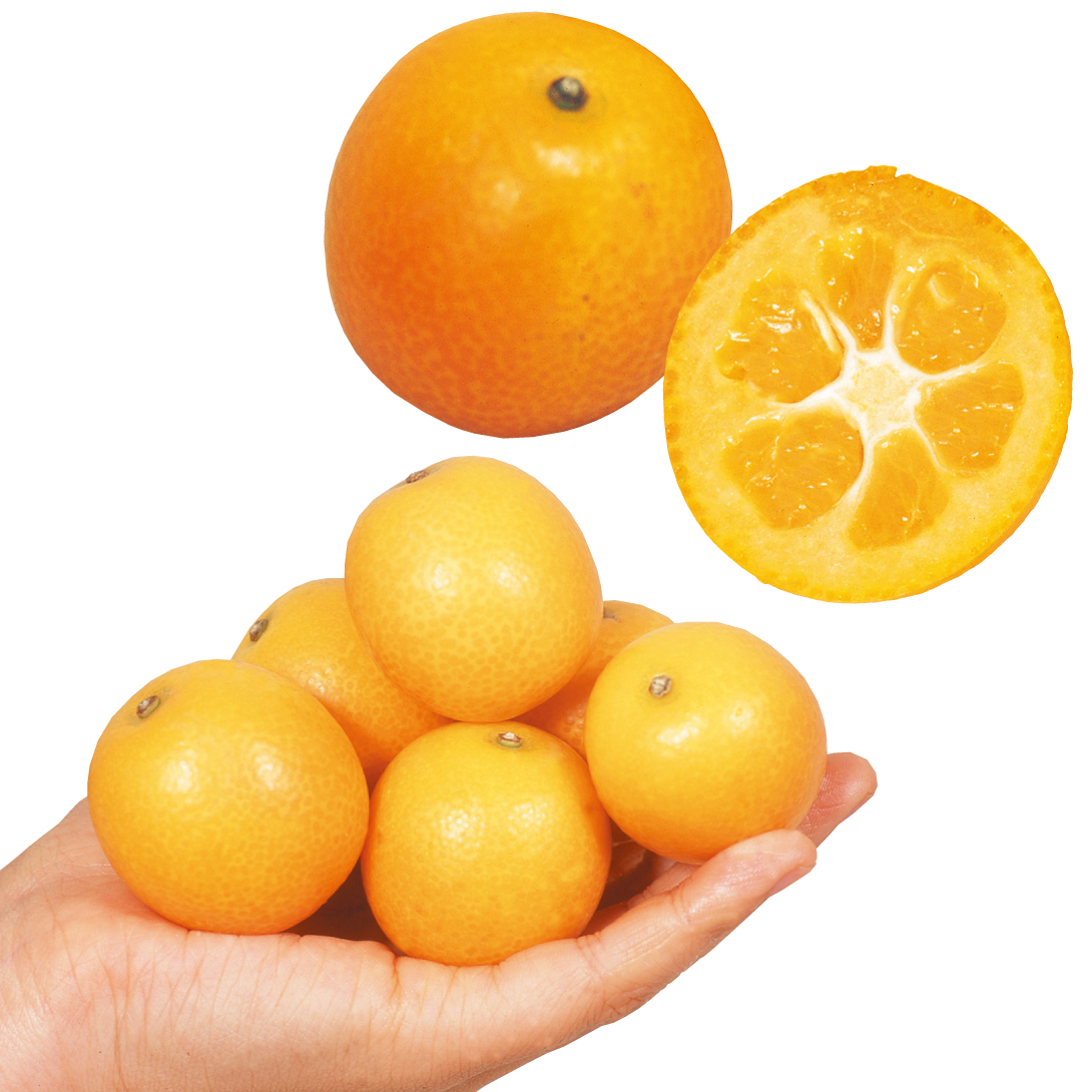 果樹苗 カンキツ 金柑セット 2種2株 : 花と緑 国華園 - 通販 - Yahoo