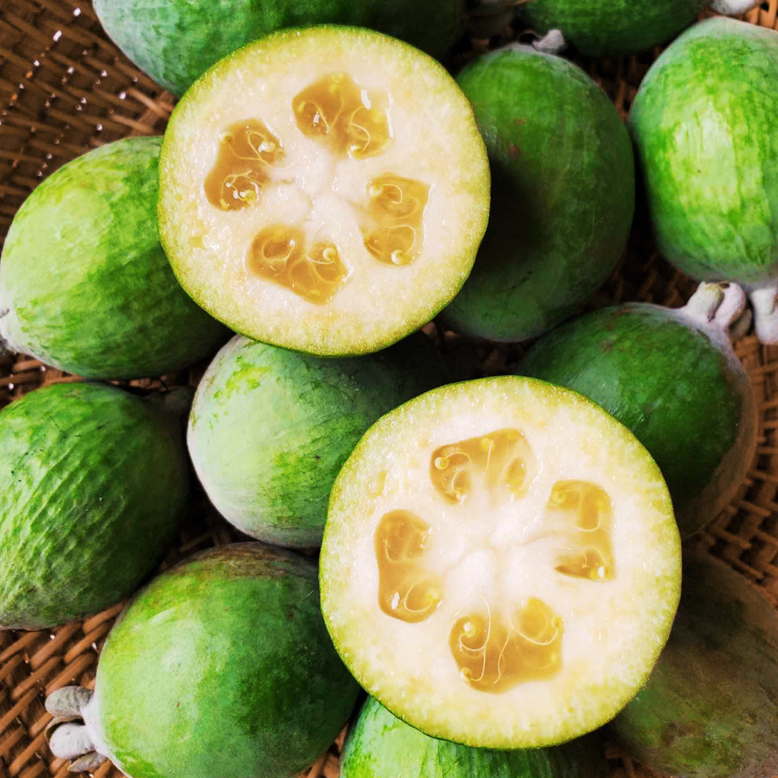 果樹苗 フェイジョア パイナップルジェム 1株 爆買 : 花と緑 国華園