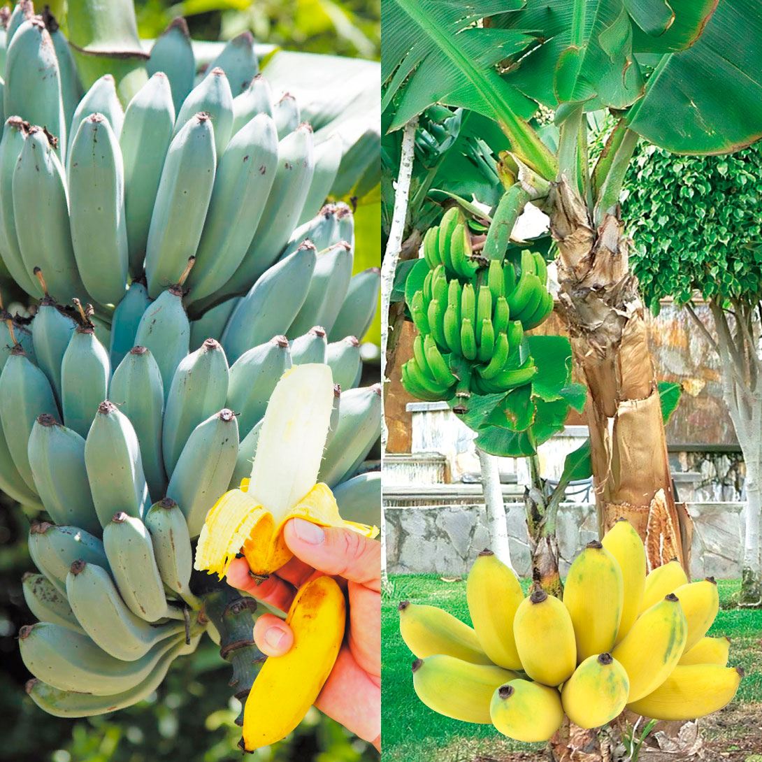 果樹苗 バナナ 寒さに強いバナナセット 2種2株 : 花と緑 国華園 - 通販