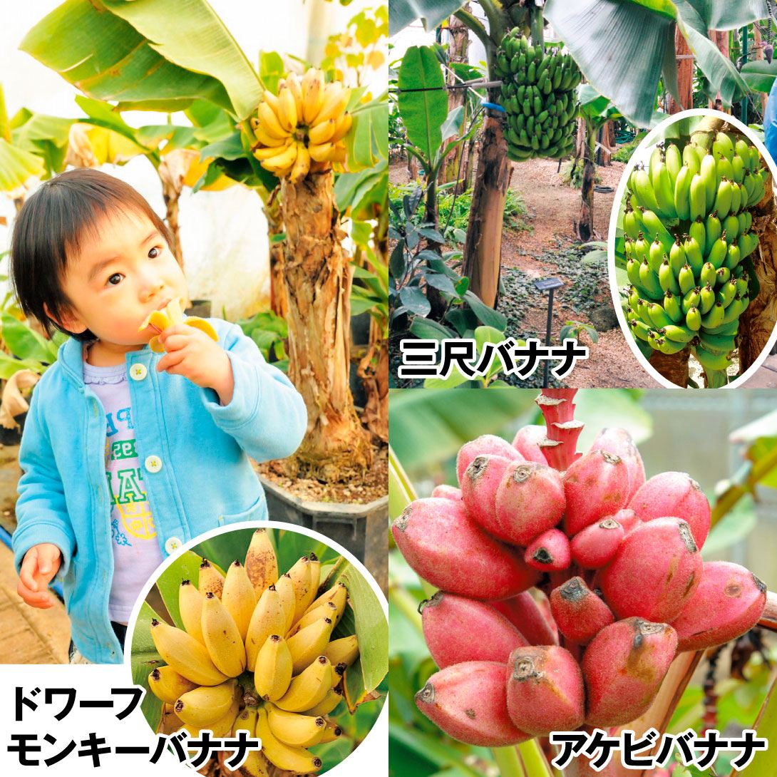 バナナ 極上バナナセット 3種3株 ドワーフモンキーバナナ 三尺バナナ