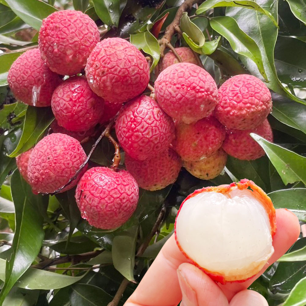 苗 ライチ」の人気商品一覧 | 安い商品を通販サイトから探す - 価格.com