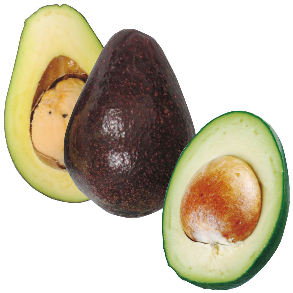 果樹苗 アボカド 寒さに強いアボカドAセット 2種2株 爆買 : 花と緑 国