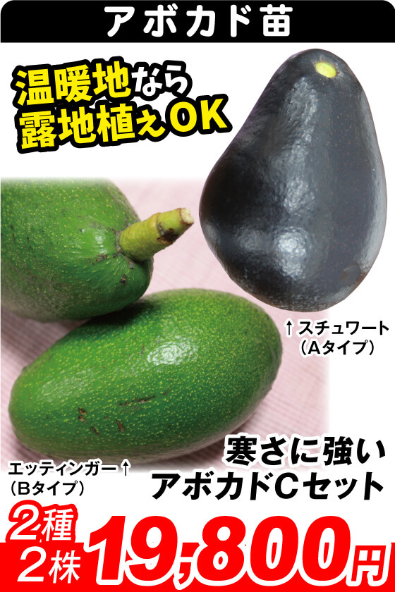 寒さに強いアボカドCセット