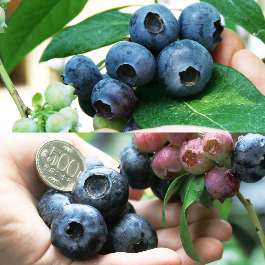 果樹苗 ブルーベリー 挿木大実ハイブッシュ系セット 2種2株 : 花と緑