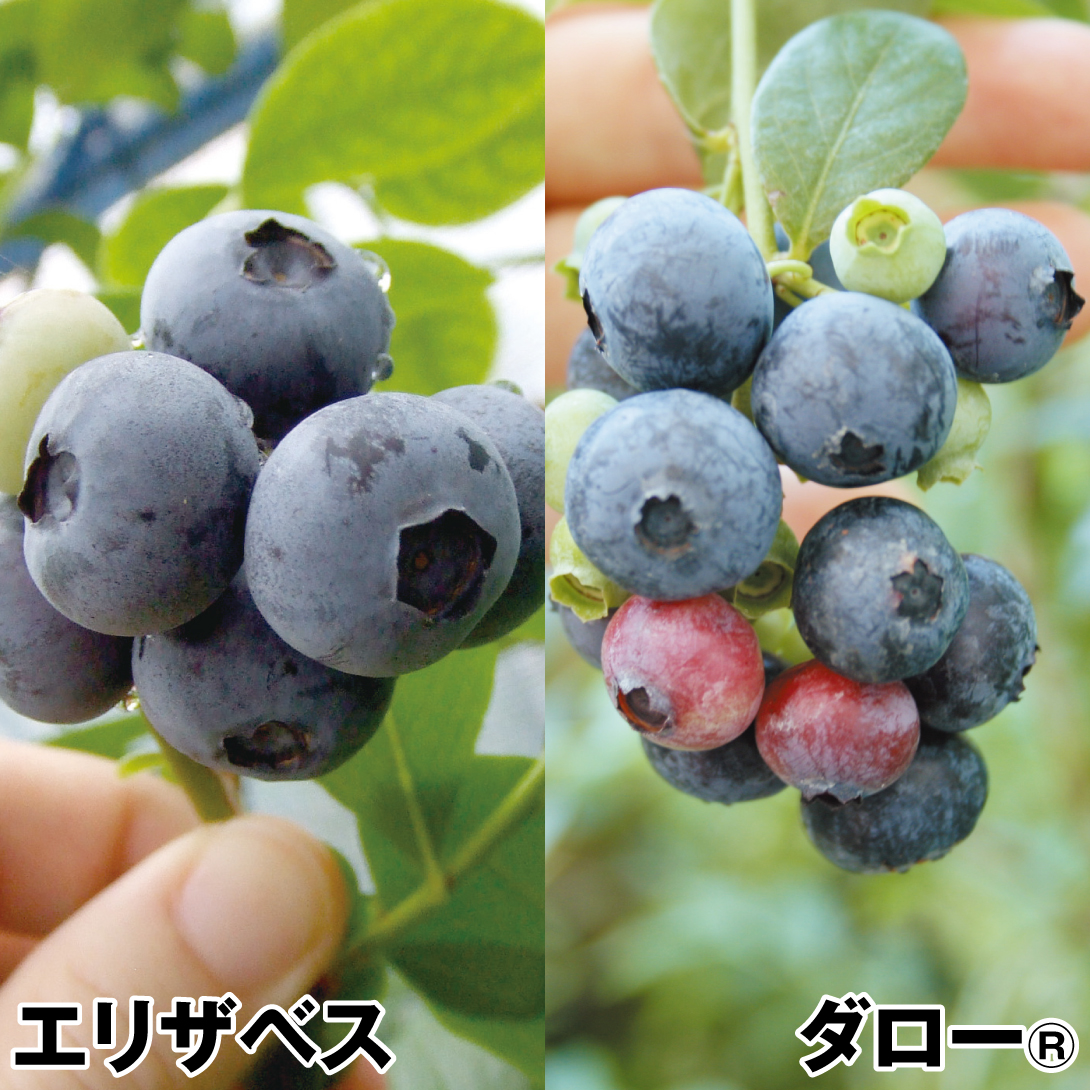 果樹苗 ブルーベリー 挿木美味ハイブッシュ系セット 2種2株 : 花と緑