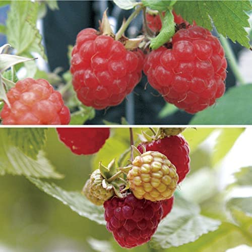 果樹苗 トゲなしラズベリーセット 2種2株 : 花と緑 国華園 - 通販