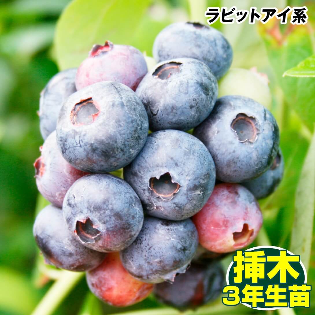 果樹苗 ラビットアイ系ブルーベリー ブライトウェル挿木 3年生苗 1株
