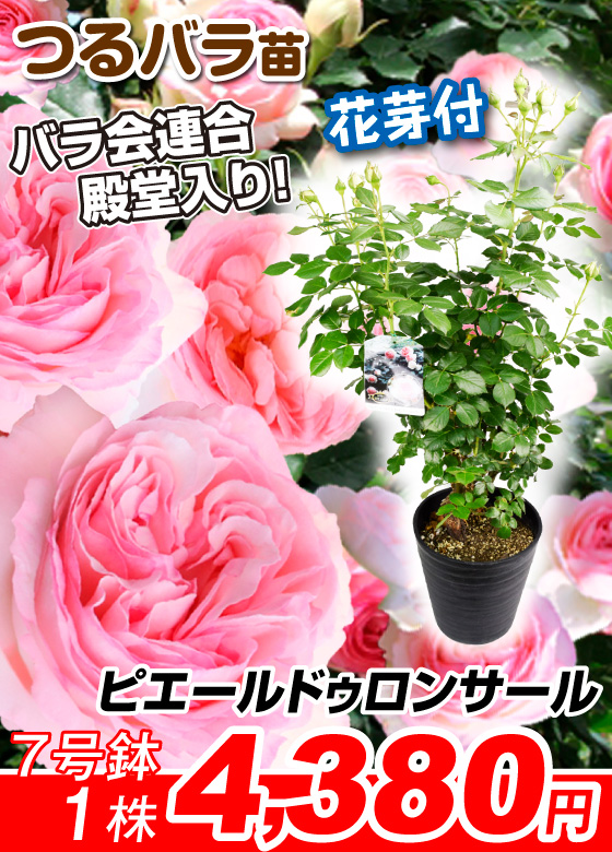 ピエールドゥロンサールR 7号鉢蕾つき