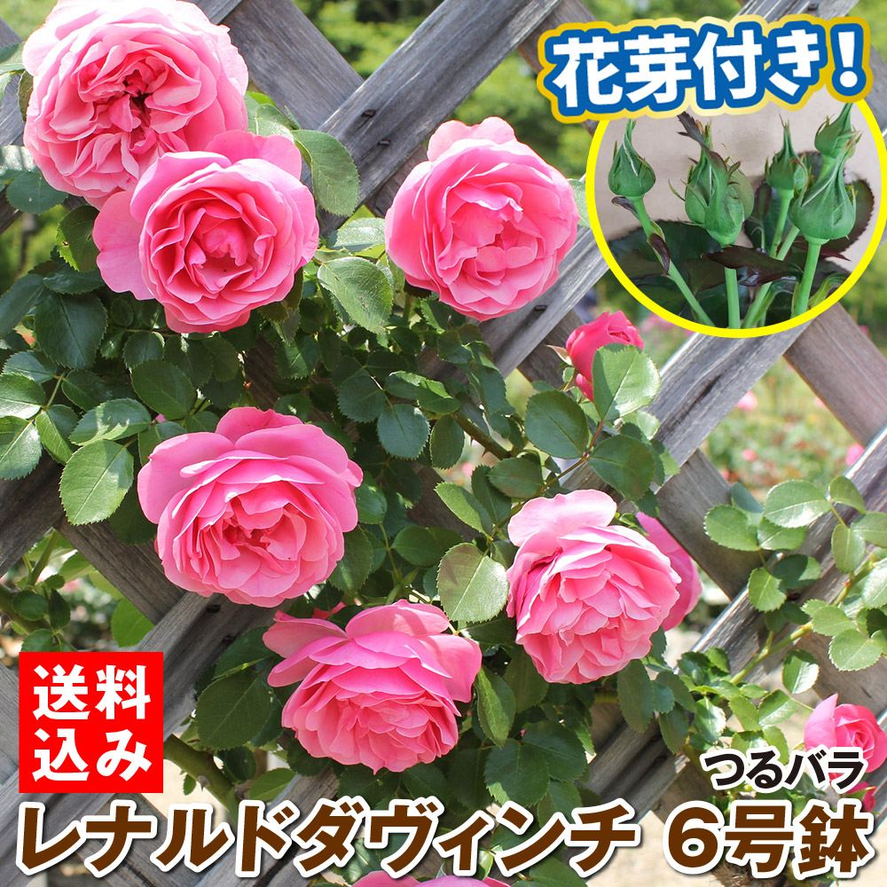 バラ鉢植え つるバラ レオナルドダヴィンチ 6号鉢 1鉢 蕾つき 開花