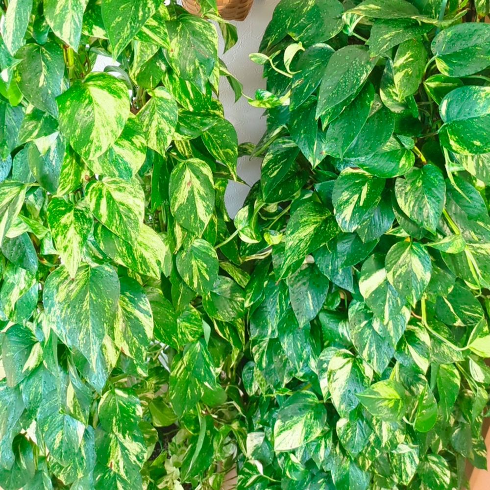 観葉植物 ポトス 3号ポット 2株 : 花と緑 国華園 - 通販 - Yahoo