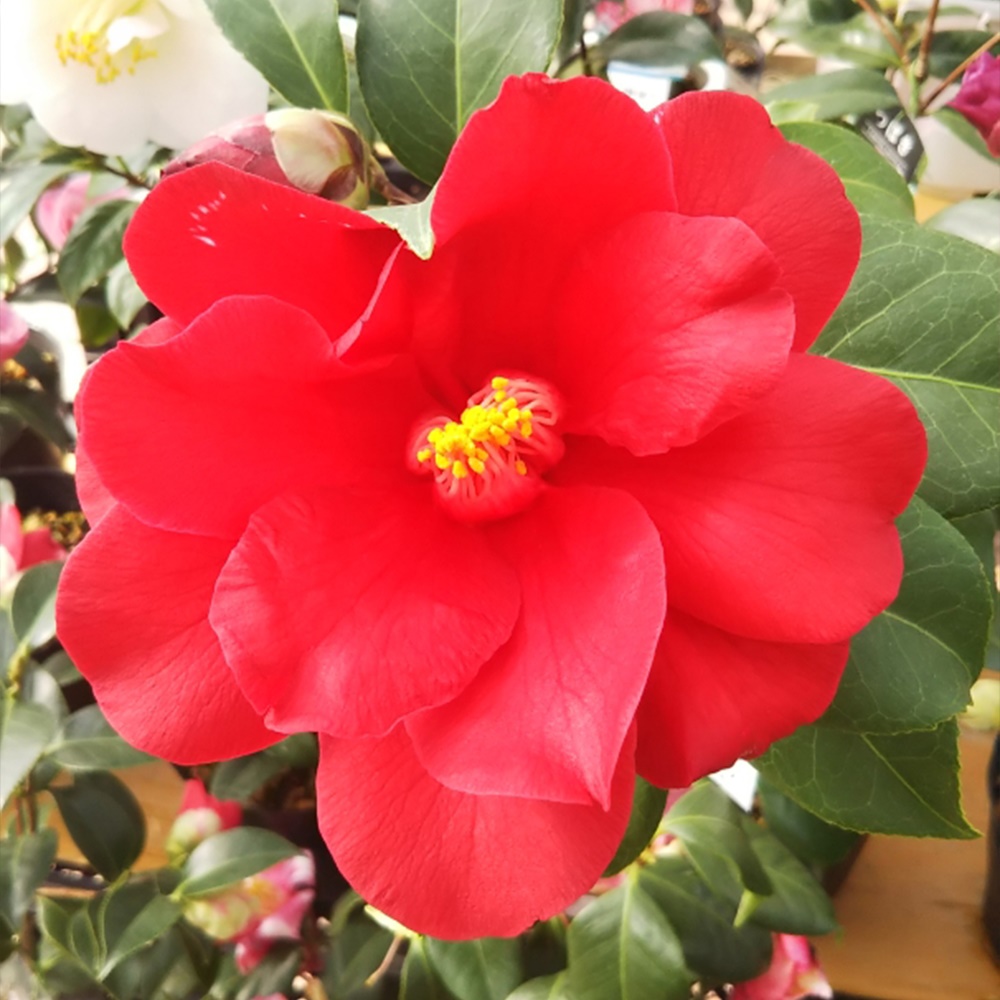 ツバキ 苗 ファイヤーダンス 1株 珍しい椿の苗 花木苗 国華園 : 花と緑