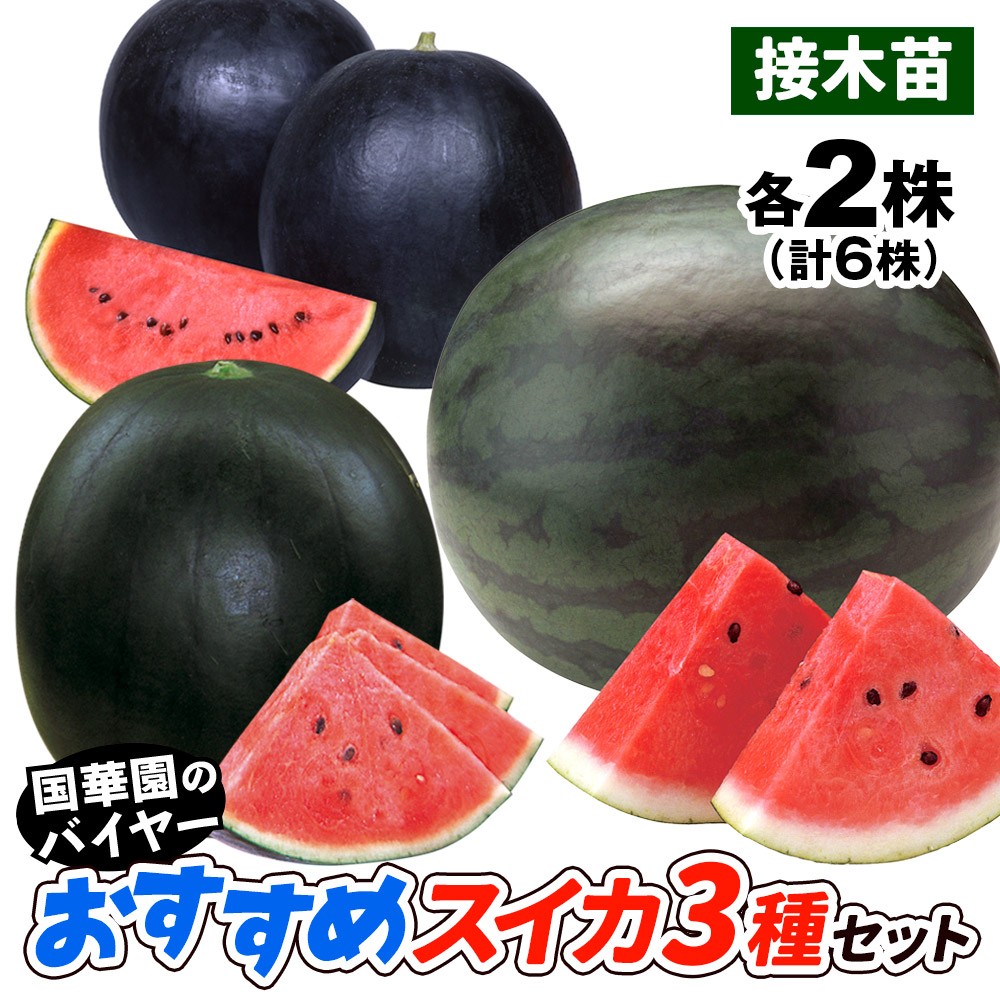 接木野菜苗 スイカ 接木おすすめスイカセット 3種6株 （送料無料