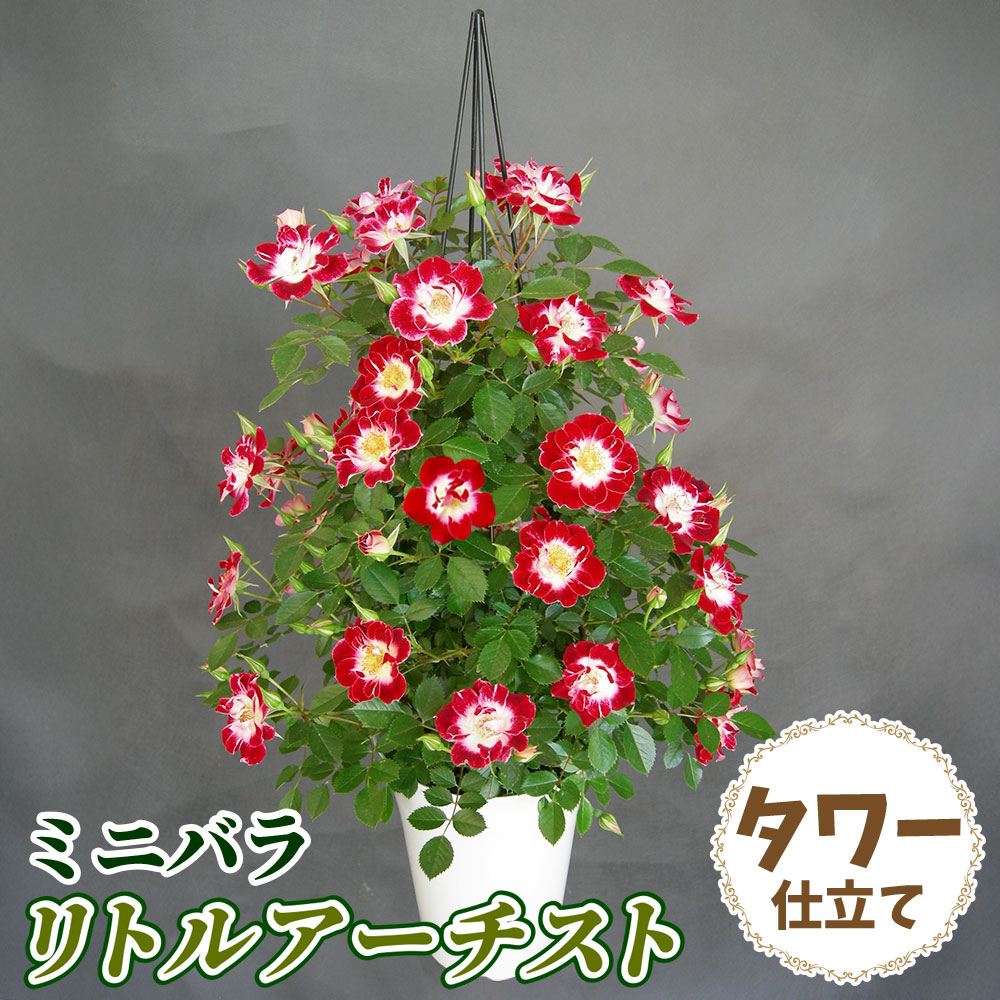 希少　レア　バラ苗　6号鉢 バラ鉢植え ミニバラ アズミノ タワー 6号鉢 1鉢 バラの苗 バラ苗 : 花