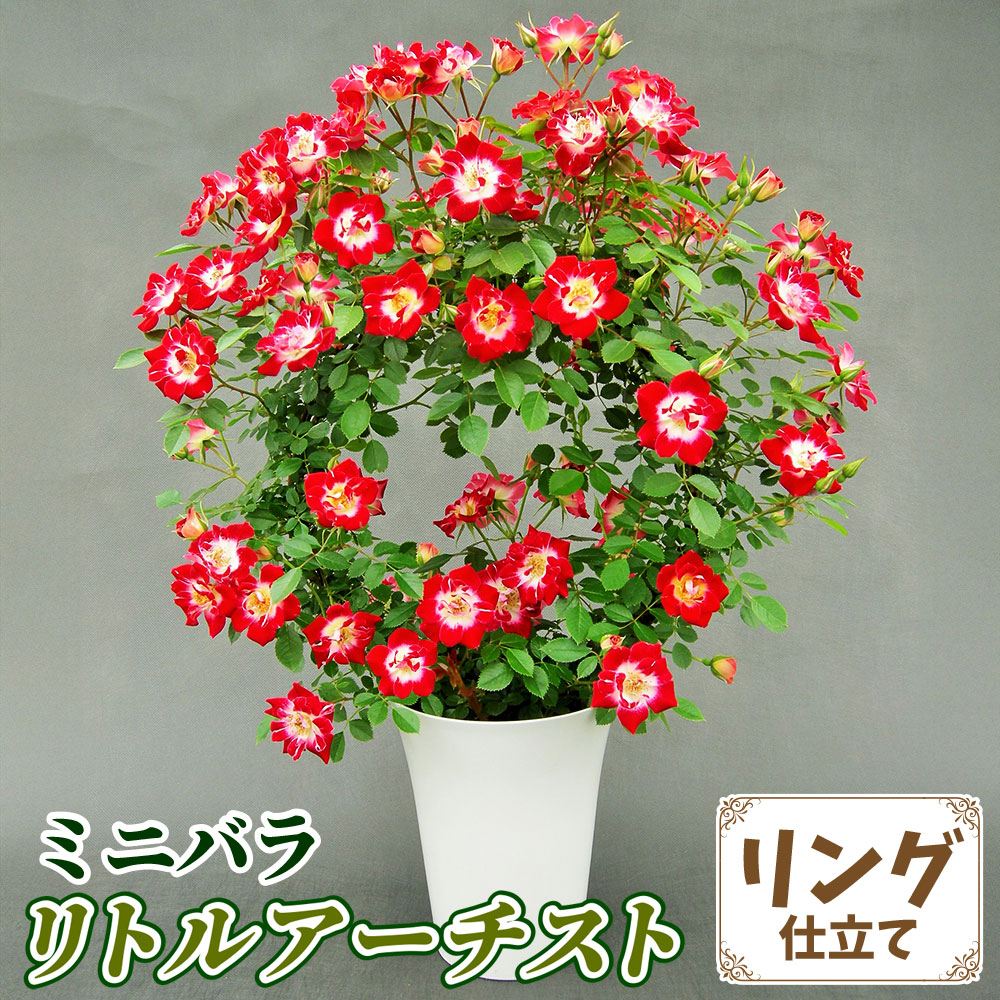 バラ鉢植え ミニバラ リトルアーチスト リング 6号鉢 1鉢 バラの苗