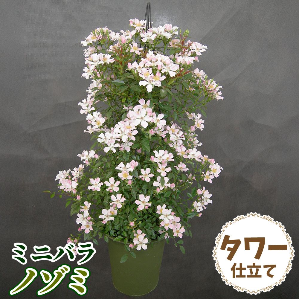 バラ鉢植え ミニバラ ノゾミ タワー 6号鉢 1鉢 バラの苗 バラ苗 : 花と