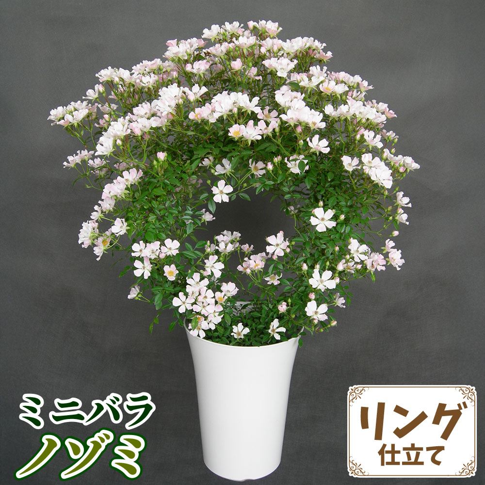 バラ鉢植え ミニバラ ノゾミ リング 6号鉢 1鉢 バラの苗 バラ苗 : 花と