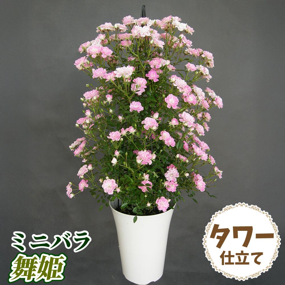 希少　薔薇苗　バラ苗　…2年　1鉢 バラ鉢植え ミニバラ 舞姫 タワー 6号鉢 1鉢 バラの苗 バラ苗 : 花と緑
