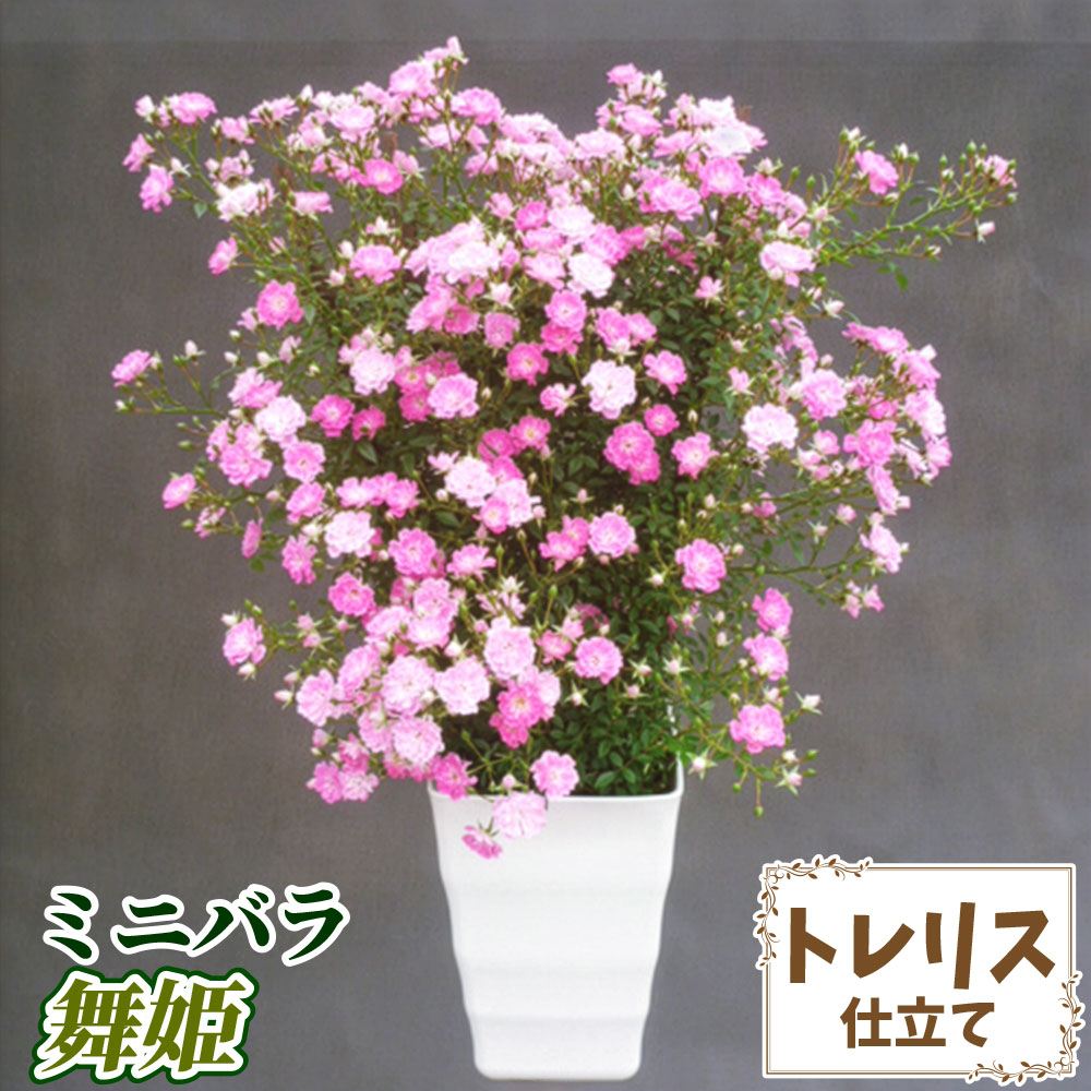 希少　薔薇苗　バラ苗　…2年　1鉢 バラ鉢植え ミニバラ 舞姫 トレリス 6号鉢 1鉢 バラの苗 バラ苗 : 花と