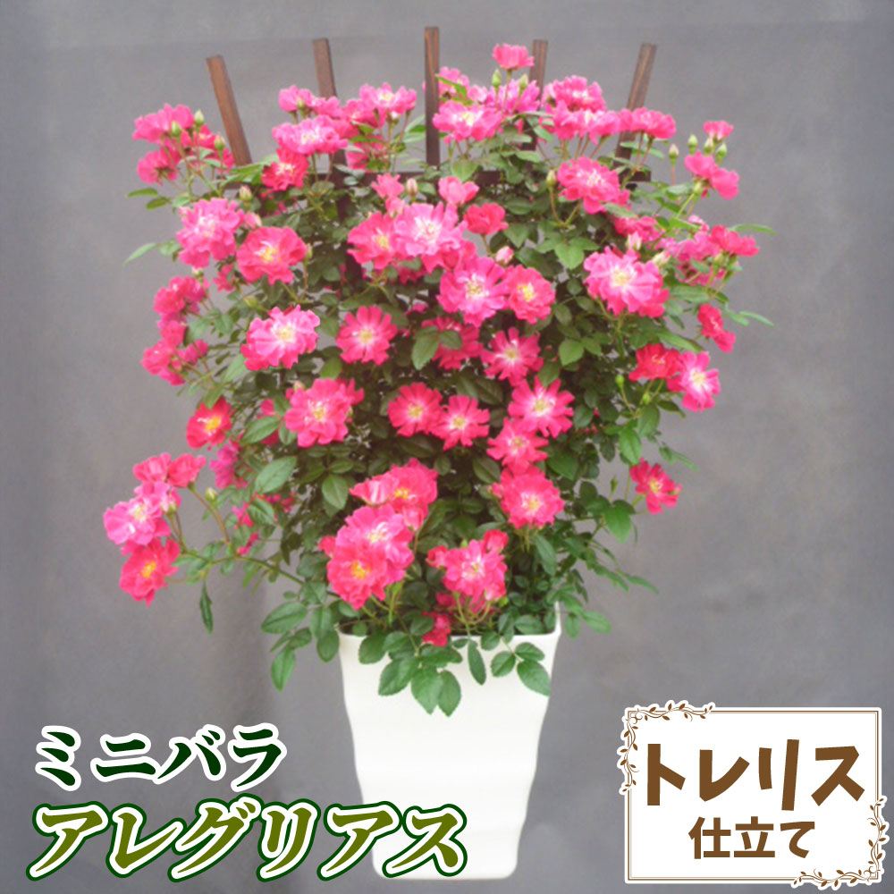 バラ鉢植え ミニバラ アレグリアス トレリス 6号鉢 1鉢 バラの苗 バラ