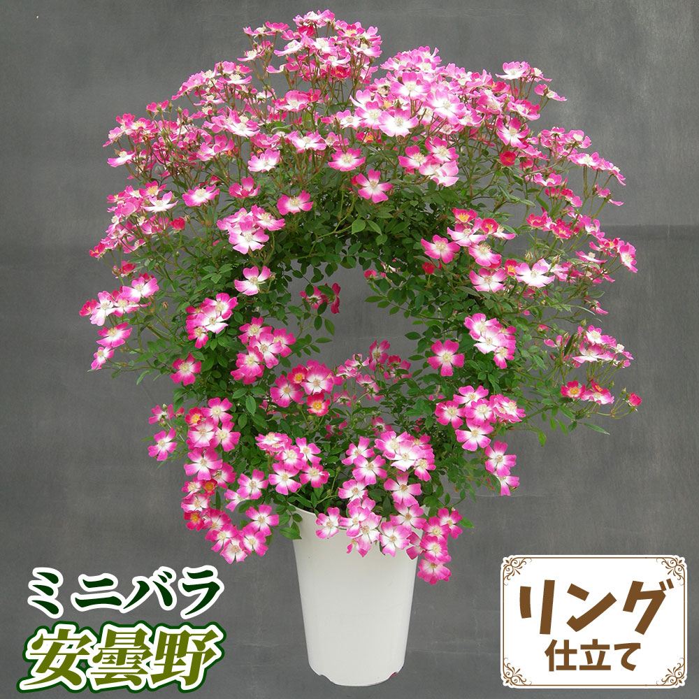 バラ鉢植え ミニバラ アズミノ リング 6号鉢 1鉢 バラの苗 バラ苗 : 花